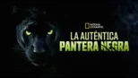 thumbnail - La auténtica pantera negra