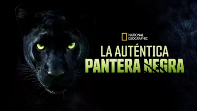 thumbnail - La auténtica pantera negra
