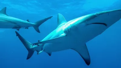 thumbnail - S5:E3 Killers of the Deep