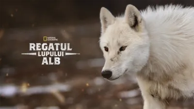 thumbnail - Regatul lupului alb