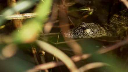 Destination Wild : Les merveilles de l'Afrique