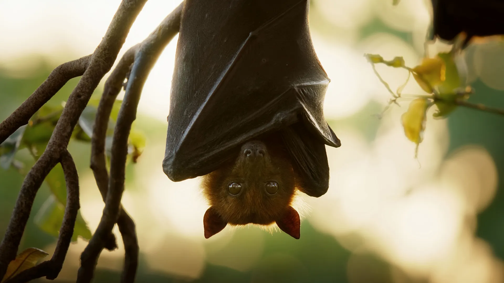 thumbnail - S1:E3 Sexy Beasts