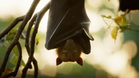 thumbnail - Fieras sensuales