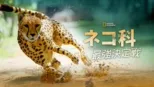 thumbnail - ネコ科最強決定戦