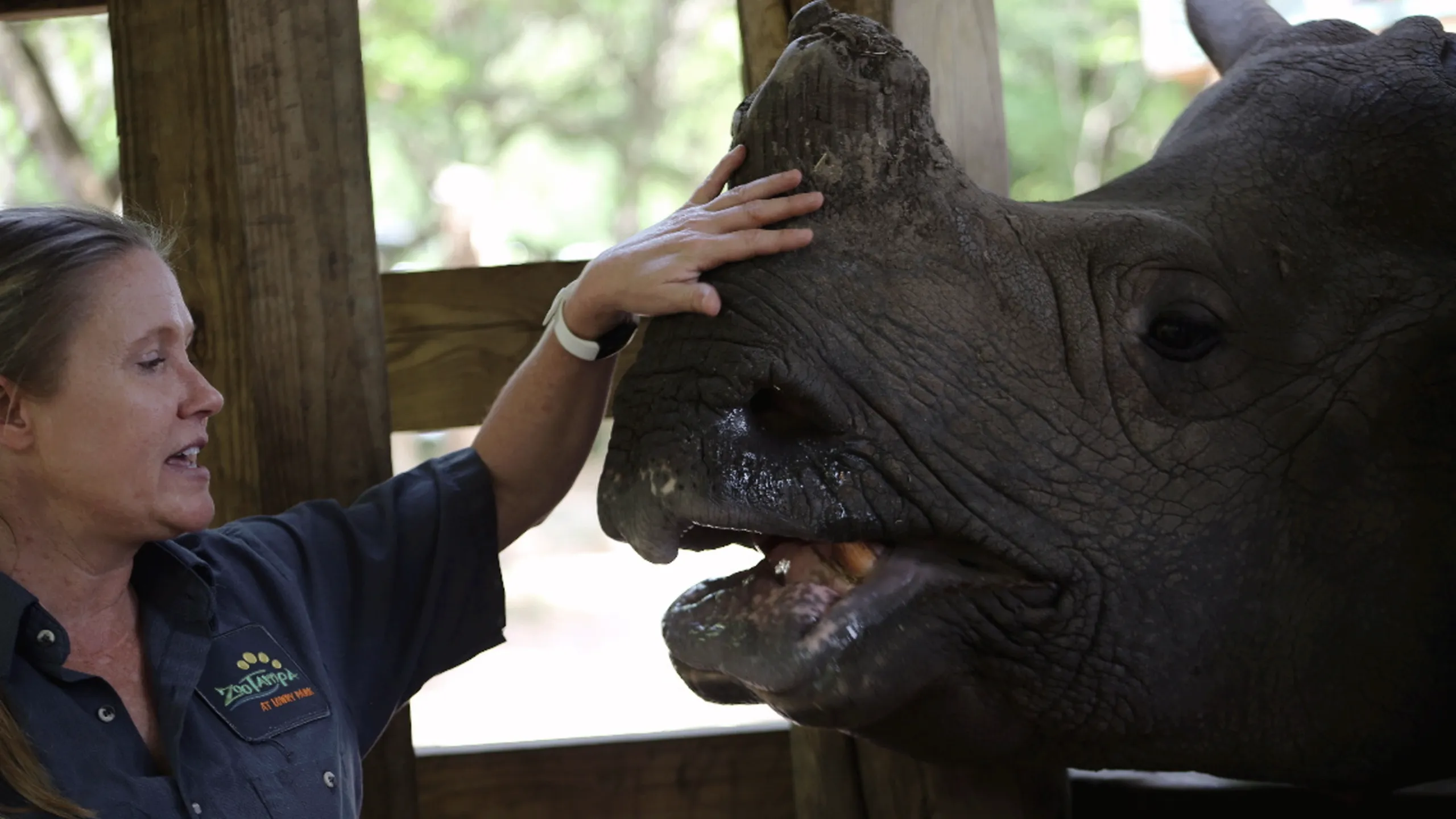 thumbnail - S1:E3 You're the Rhino I Want!