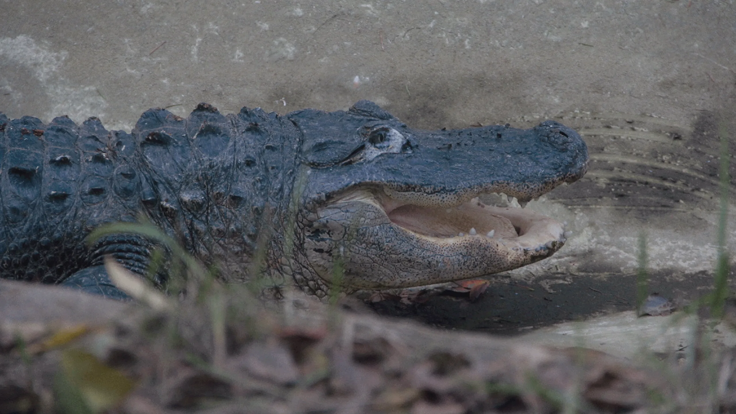 thumbnail - S2:E5 Later, Gator!