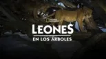 thumbnail - Leones en los Árboles