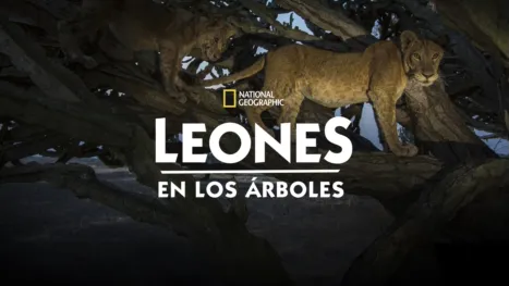 thumbnail - Leones en los Árboles