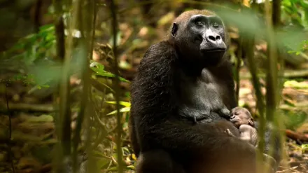 Gorillas Close Up