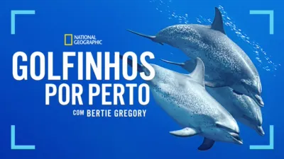 Golfinhos de perto com Bertie Gregory