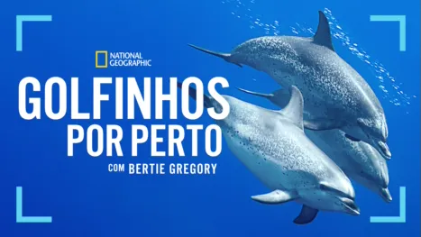 thumbnail - Golfinhos de perto com Bertie Gregory