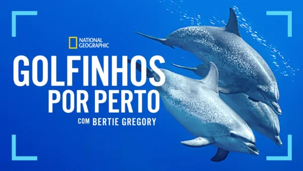 thumbnail - Golfinhos de perto com Bertie Gregory