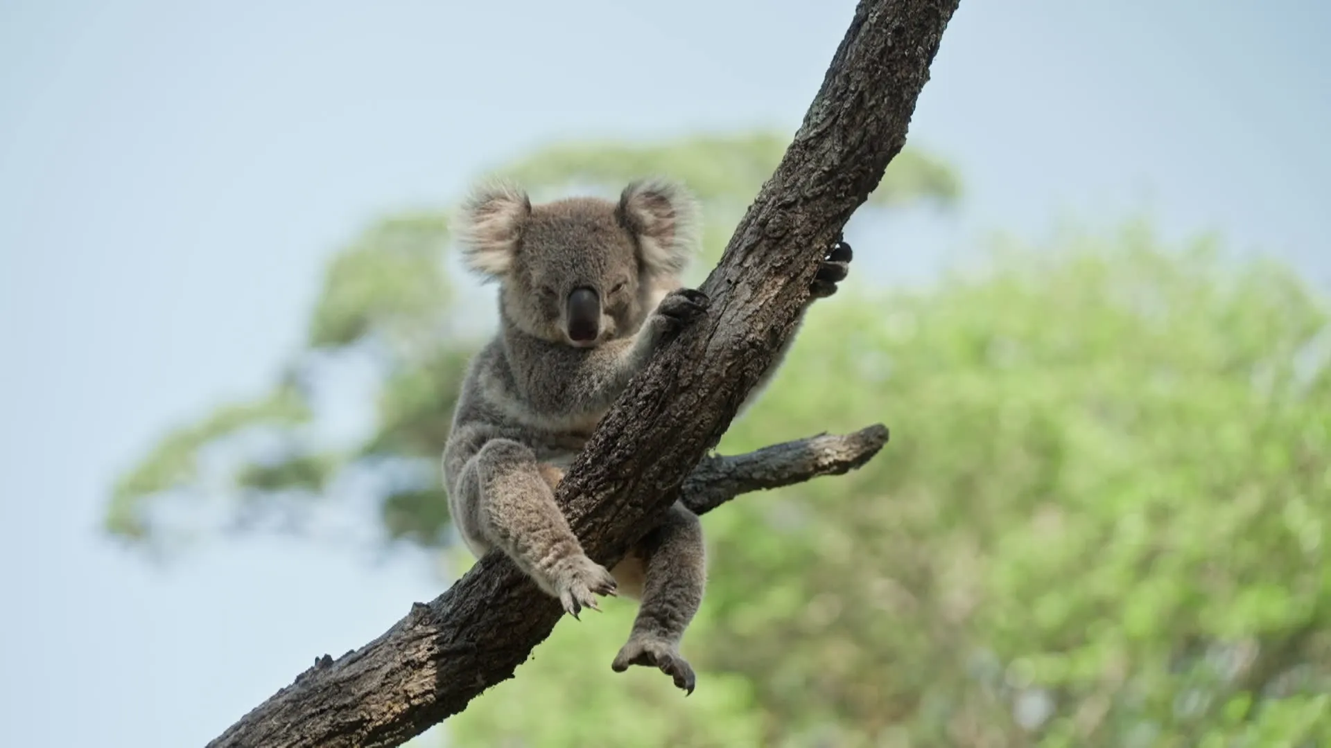 thumbnail - S5:E2 Saving Koalas