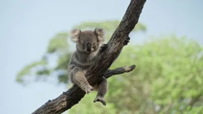 thumbnail - S5:E2 Saving Koalas