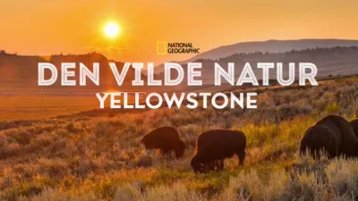 Den vilde natur: Yellowstone