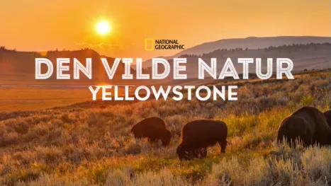thumbnail - Den vilde natur: Yellowstone
