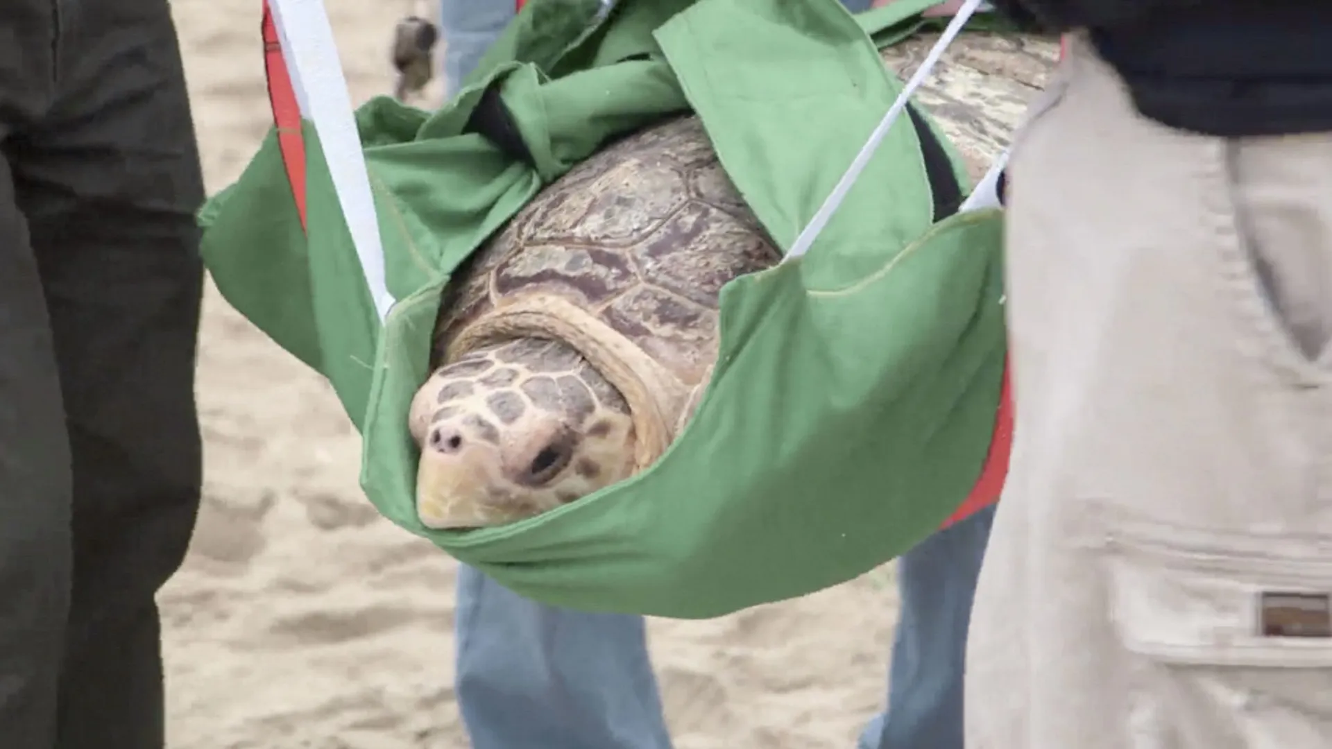 thumbnail - S15:E5 Turtle Rescue and Roller Derby