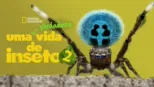 thumbnail - Uma Verdadeira Vida de Inseto