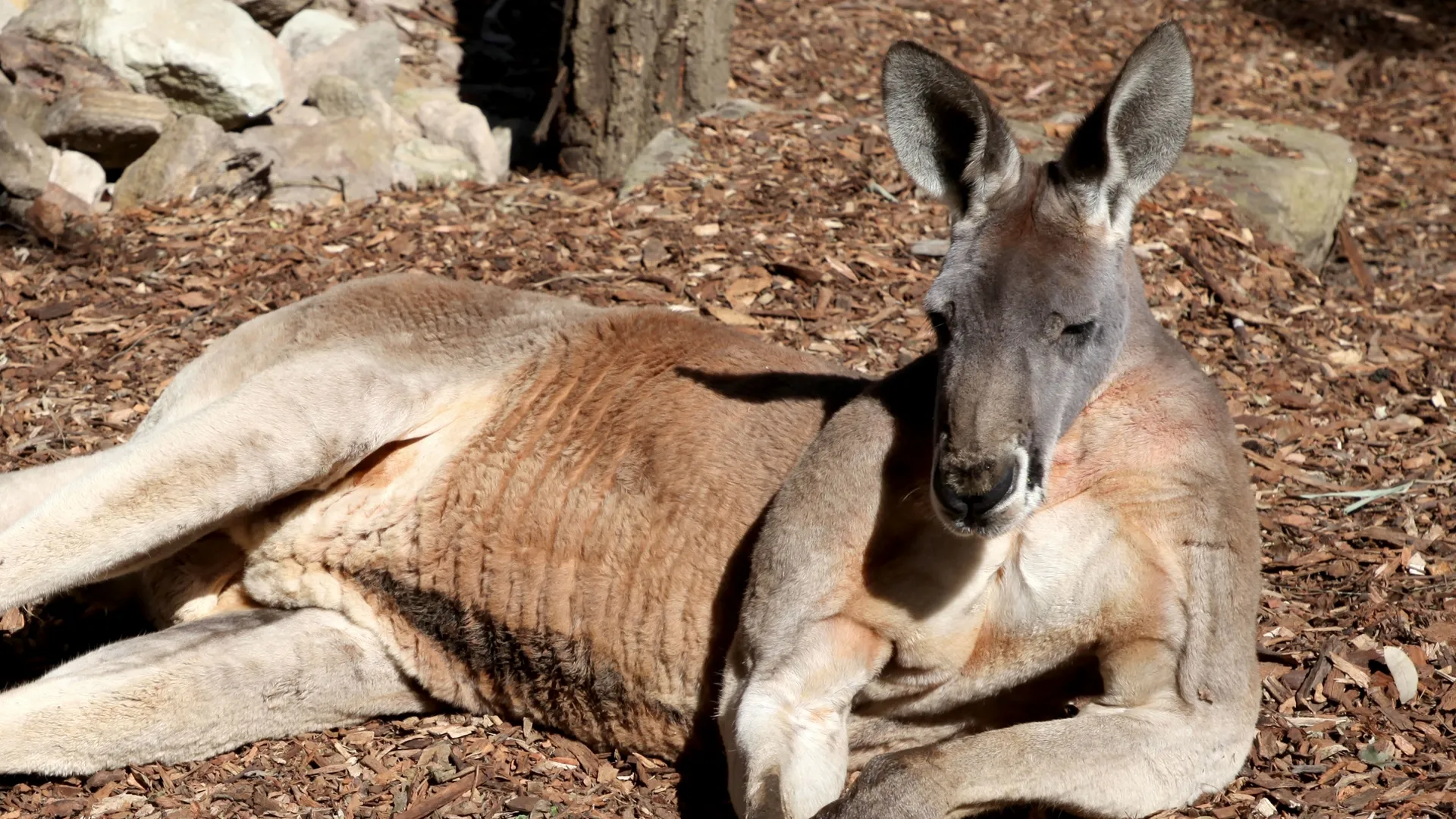 thumbnail - S2:E10 Roo Can't Chew