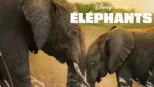 thumbnail - Éléphants