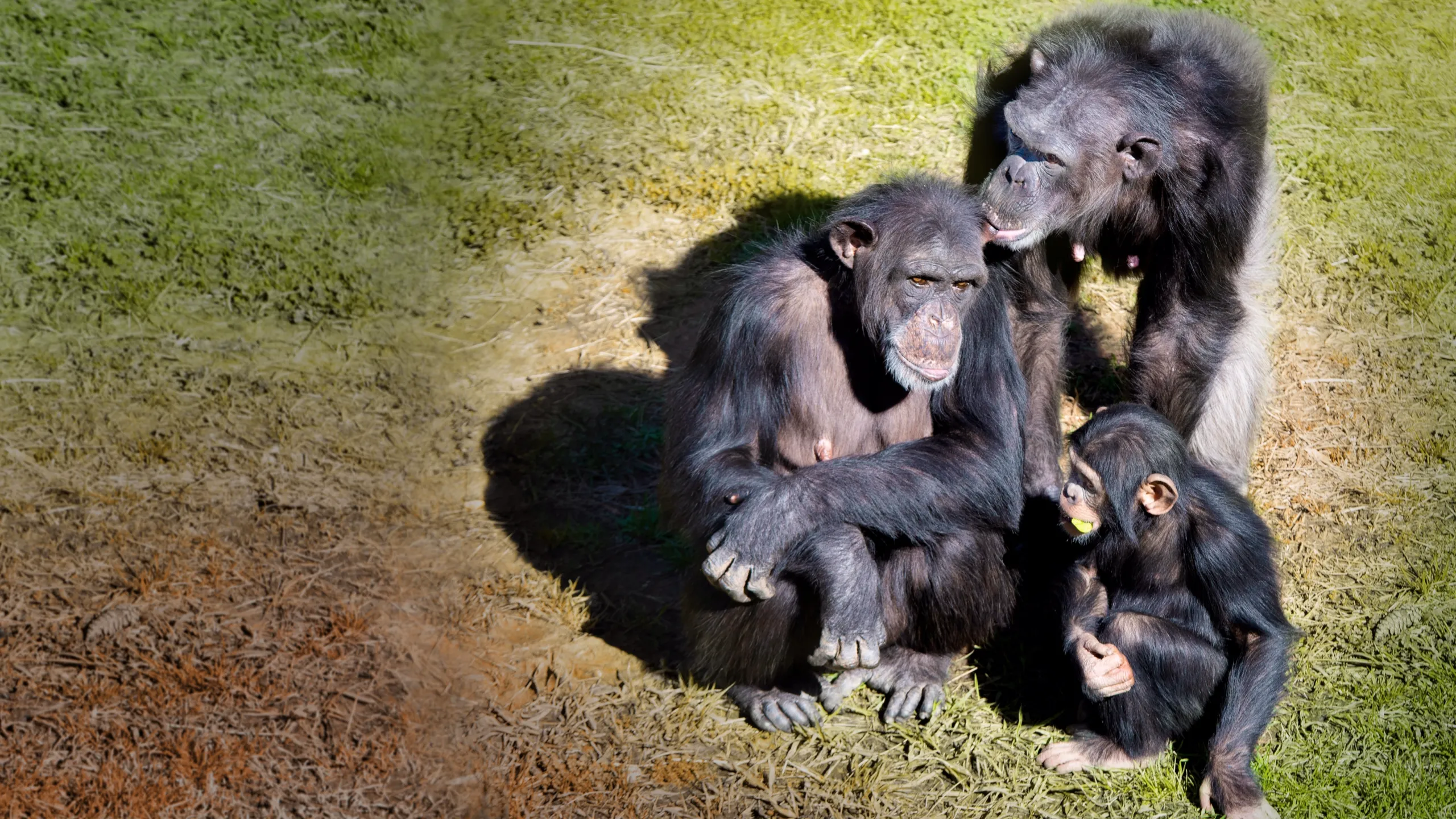 Rencontre avec les chimpanzés