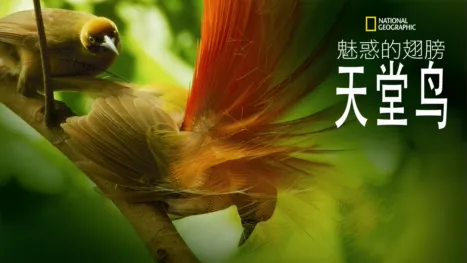 thumbnail - 魅惑的翅膀：天堂鸟