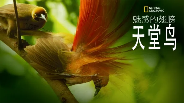 thumbnail - 魅惑的翅膀：天堂鸟
