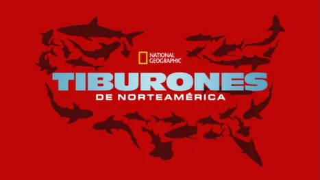 thumbnail - Tiburones de Norteamérica