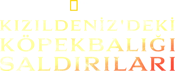 Kızıldeniz'deki Köpekbalığı Saldırıları