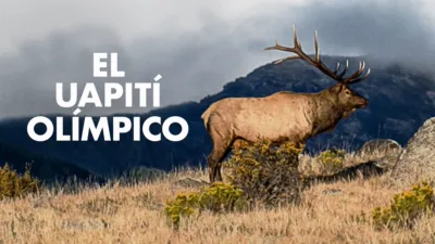 El uapití olímpico