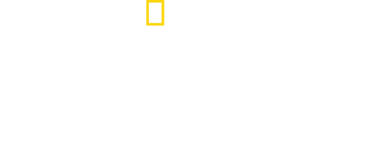 Král žraloků