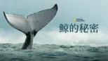 thumbnail - Secrets of the Whales
