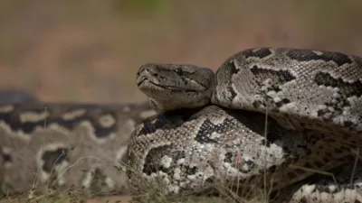 thumbnail - S5:E1 Lethal Strike