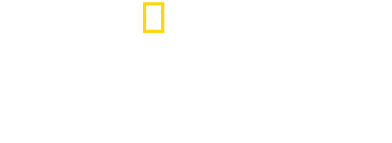 失落岛之鲨
