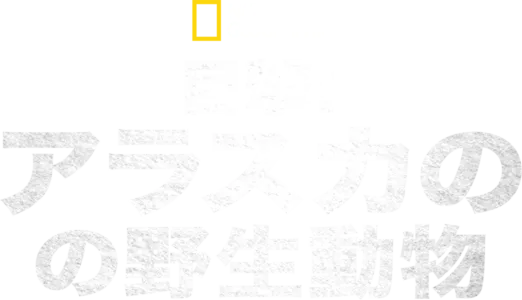 目撃！アラスカの野生動物