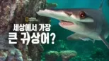 thumbnail - 세상에서 가장 큰 귀상어?