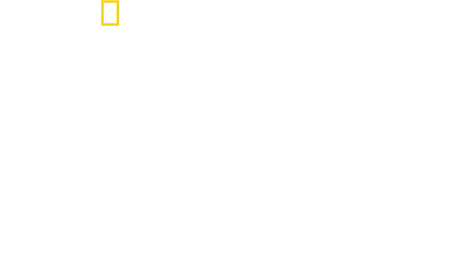 World's Biggest Great White?