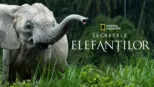 thumbnail - Secretele elefanților