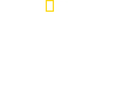 大胆接近！サメガールズとタイガーシャーク