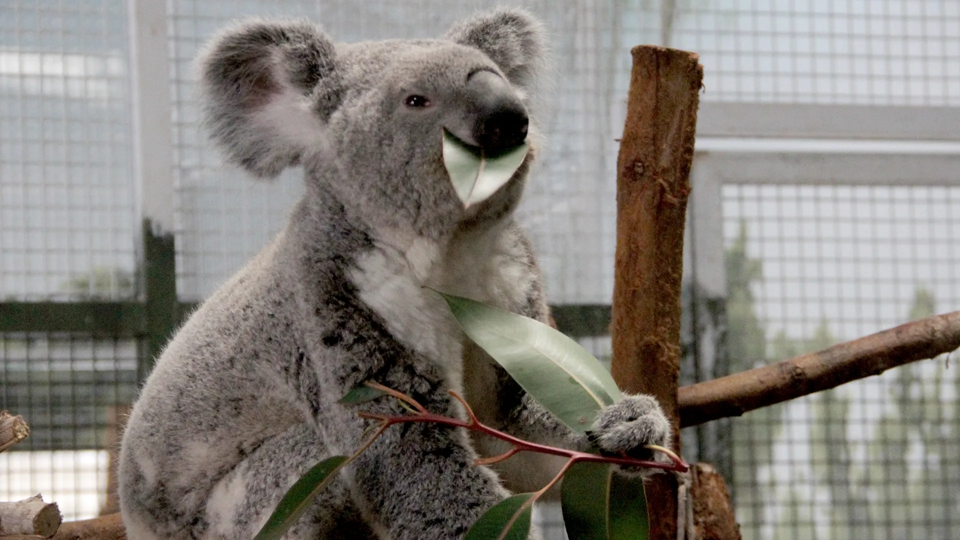 thumbnail - S3:E10 Koala-Ty Time