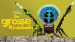 thumbnail - Das echte große Krabbeln