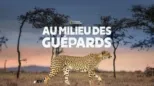 thumbnail - Au milieu des guépards