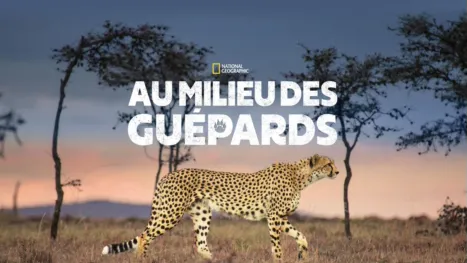 thumbnail - Au milieu des guépards