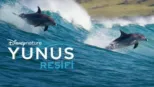 thumbnail - Yunus Resifi