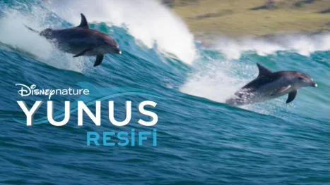 thumbnail - Yunus Resifi