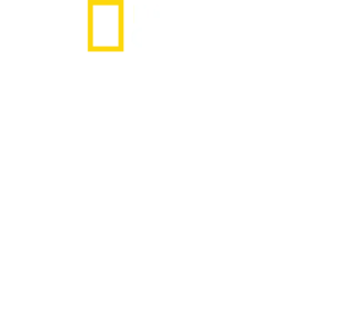 虎鲸vs.大白鲨