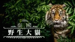 thumbnail - 泰國野生大貓