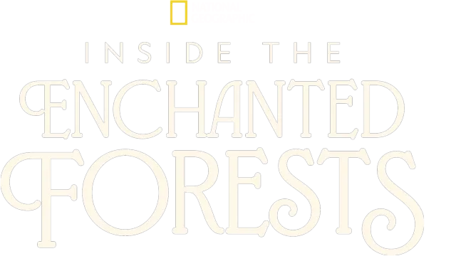 Inside the Enchanted Forests