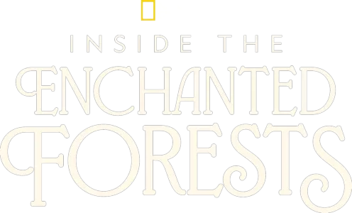 Inside the Enchanted Forests