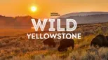 thumbnail - Wild Yellowstone